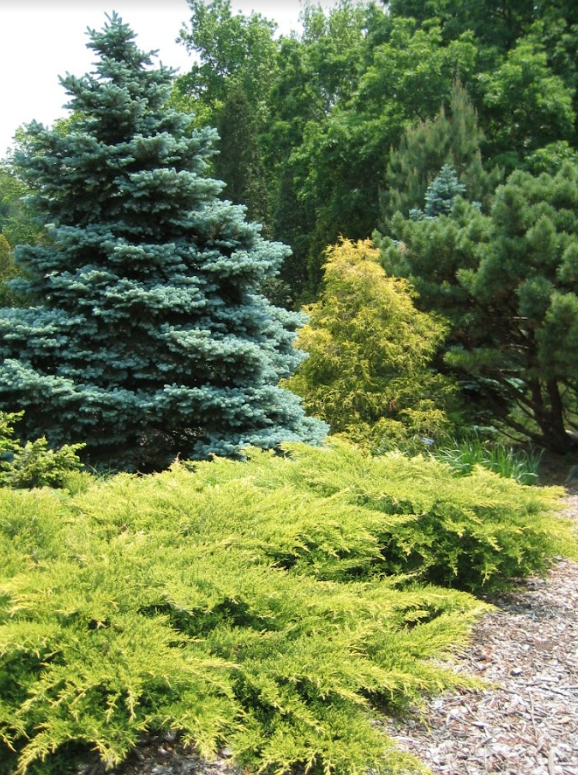 green shrubs for landscaping